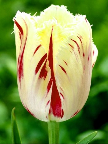 Лале (Tulipa 'Carrousel') T47 Лале (Tulipa 'Carrousel') T47